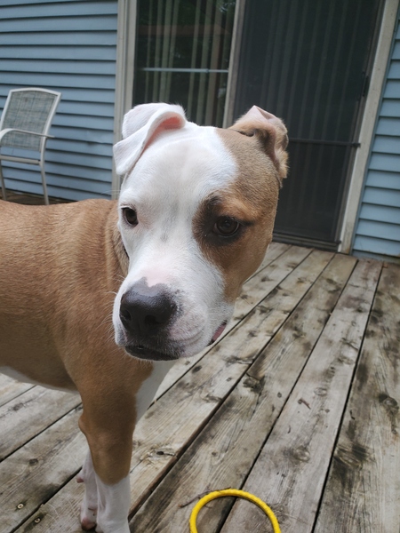 Amara