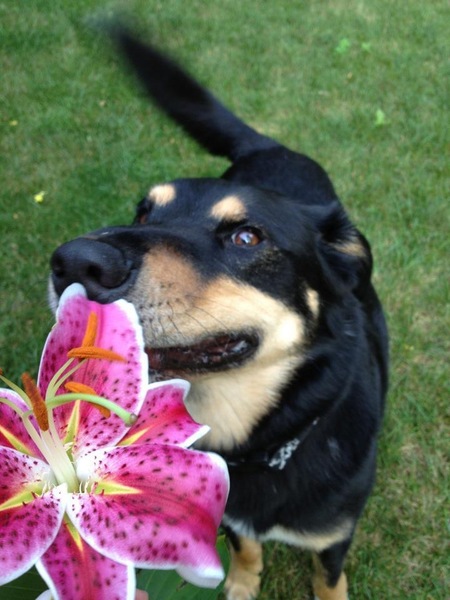 Bandit