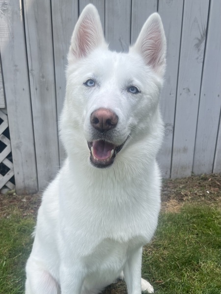 Otis