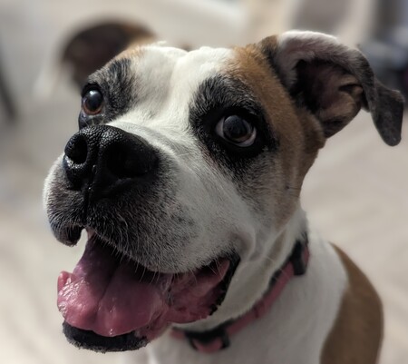 Phoebe