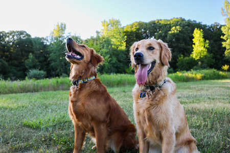 Summer & Shandy