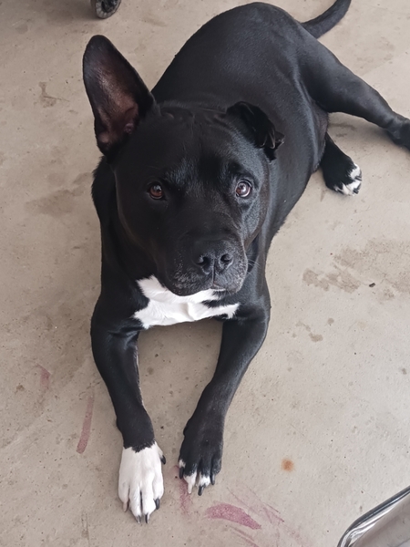 Leo