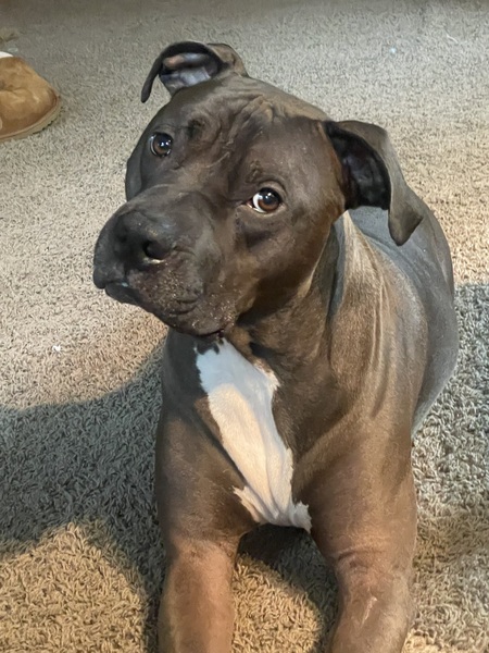 Roo