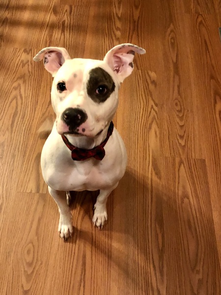 Bambino