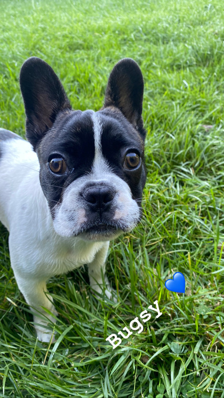 Bugsy