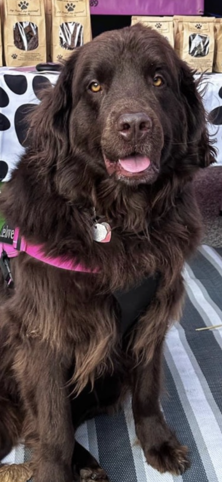 Stella