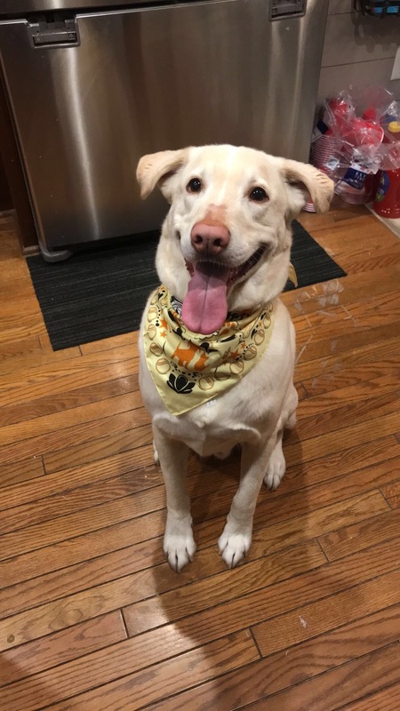 Bailey 