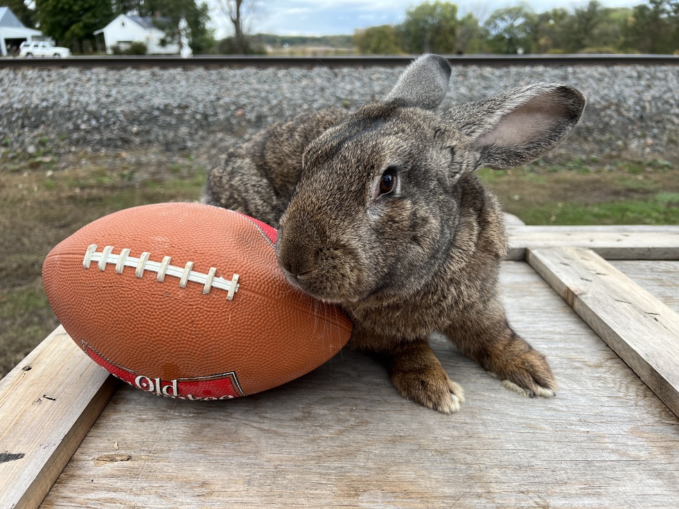 vote-for-officer-hopps-lucky-paws-midwest-alumni-2024-calendar-photo