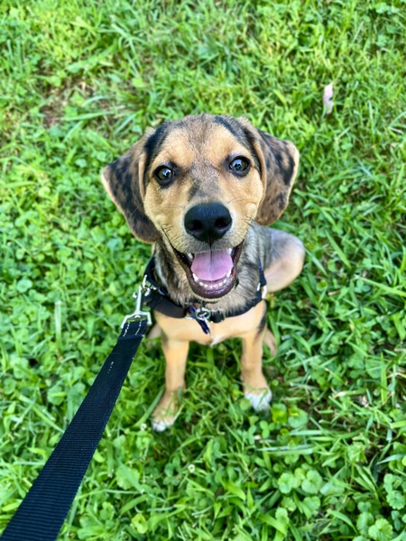 Apollo Beaux