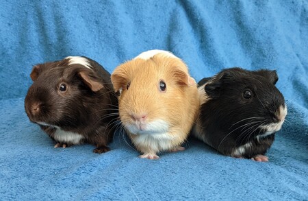Midnight, Pancake, & Piglet
