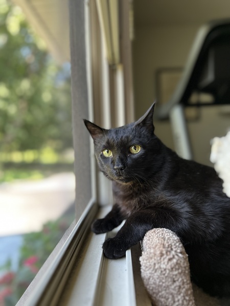Bubbi