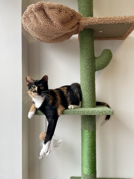 Chaussettes (Socks)