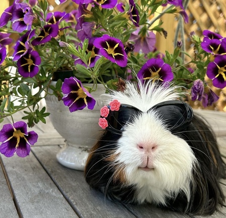 Cilantro