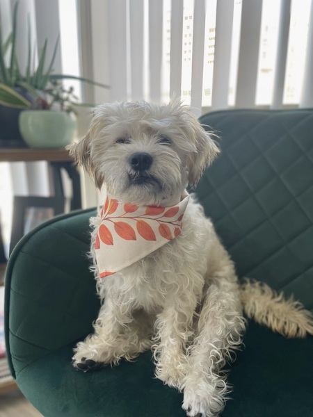 Nimbus