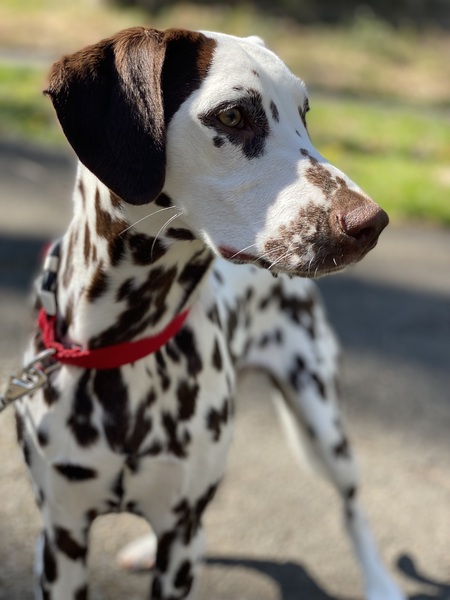 Lella