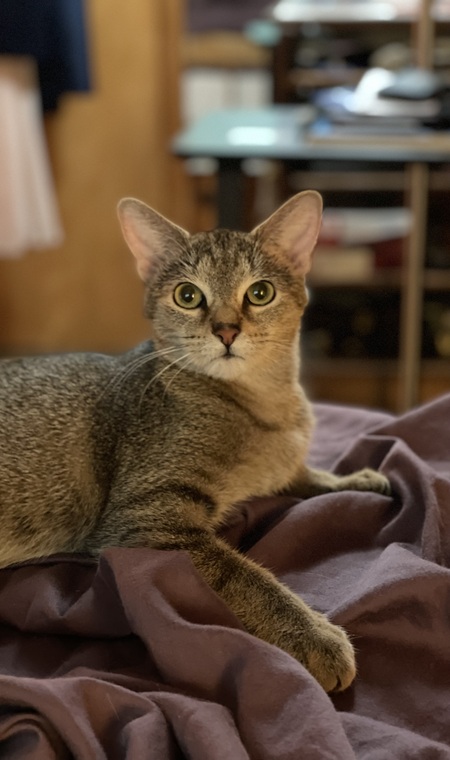 Moku