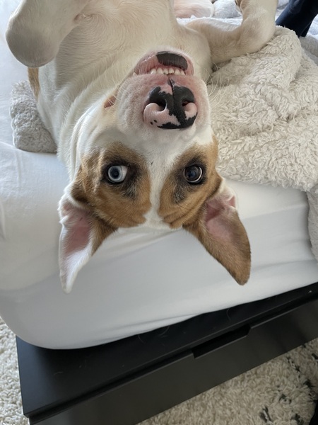 Kobie