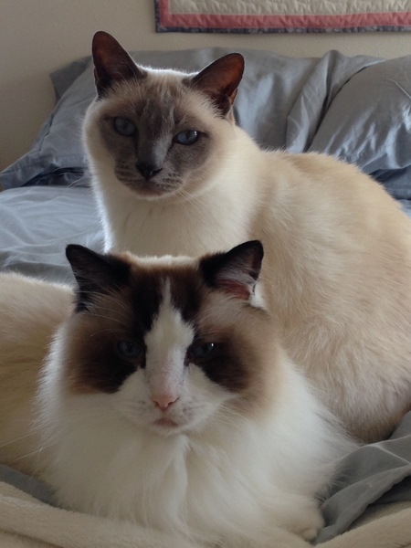 Sumo and Wasabi