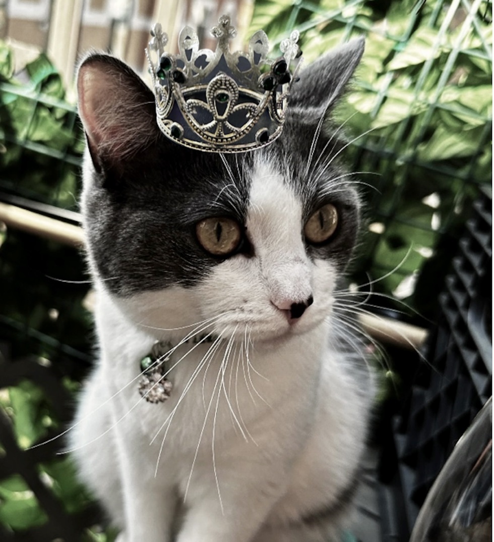 Vote for Princess Kona! 2025 AWLA Calendar Contest