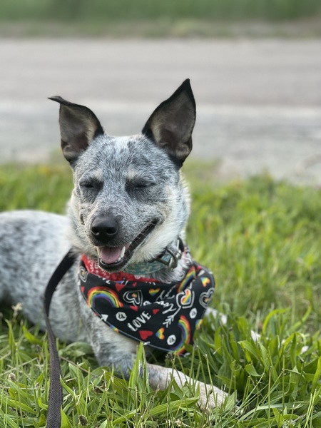 Taz