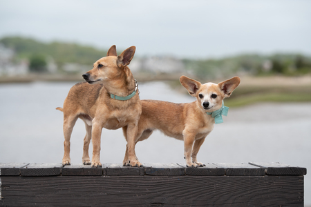 Vinny & Lulu