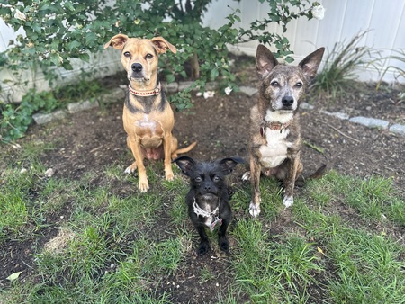 Hildebran, Boo and Jaxon