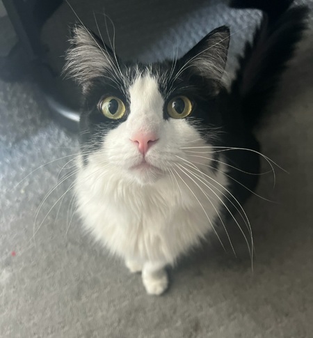 Luna (aka LuLu)