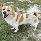 Entry image for Cherry