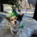 Entry image for Carmela 