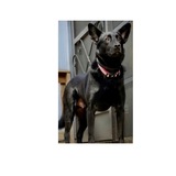 Entry image for Oliver 