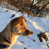 Entry image for Dougal 