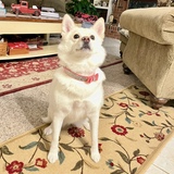 Entry image for Lady Kay