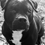 Entry image for Ginger