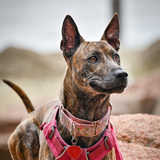 Entry image for Lehua