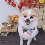 Entry image for Chip