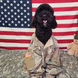 Entry image for Khaleesi 