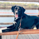 Entry image for Oliver