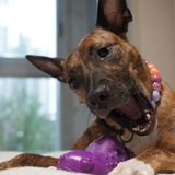 Entry image for Lola