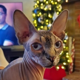 Entry image for Eerie