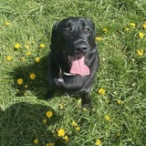 Entry image for Kiwi