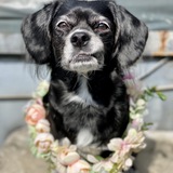 Entry image for Bonny