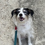 Entry image for Bodie (Barley)