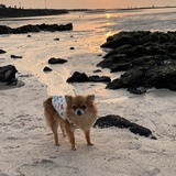 Entry image for Ggomi