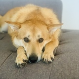 Entry image for Russet