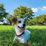 Entry image for Hallie