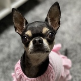 Entry image for Birdie