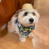 Entry image for Elphie