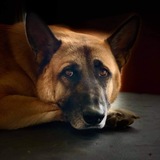 Entry image for Bruno