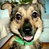 Entry image for Harry