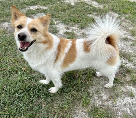 Entry image for Cherry. Clicking this image will show a larger photo